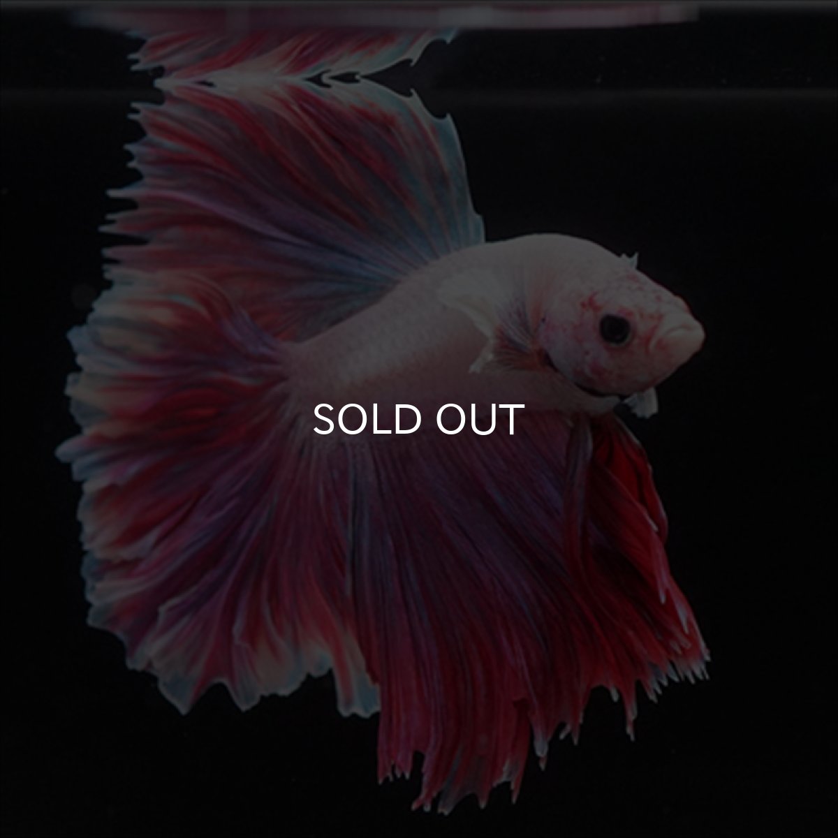 画像13: HM　ラベンダー　ローズテール (13)