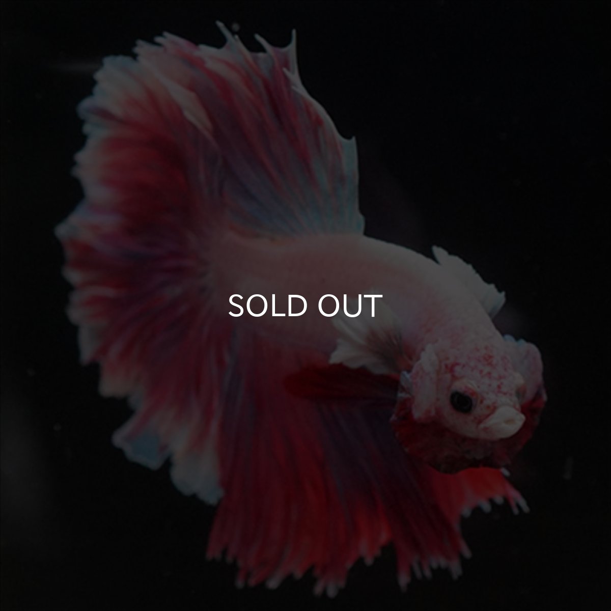 画像12: HM　ラベンダー　ローズテール (12)