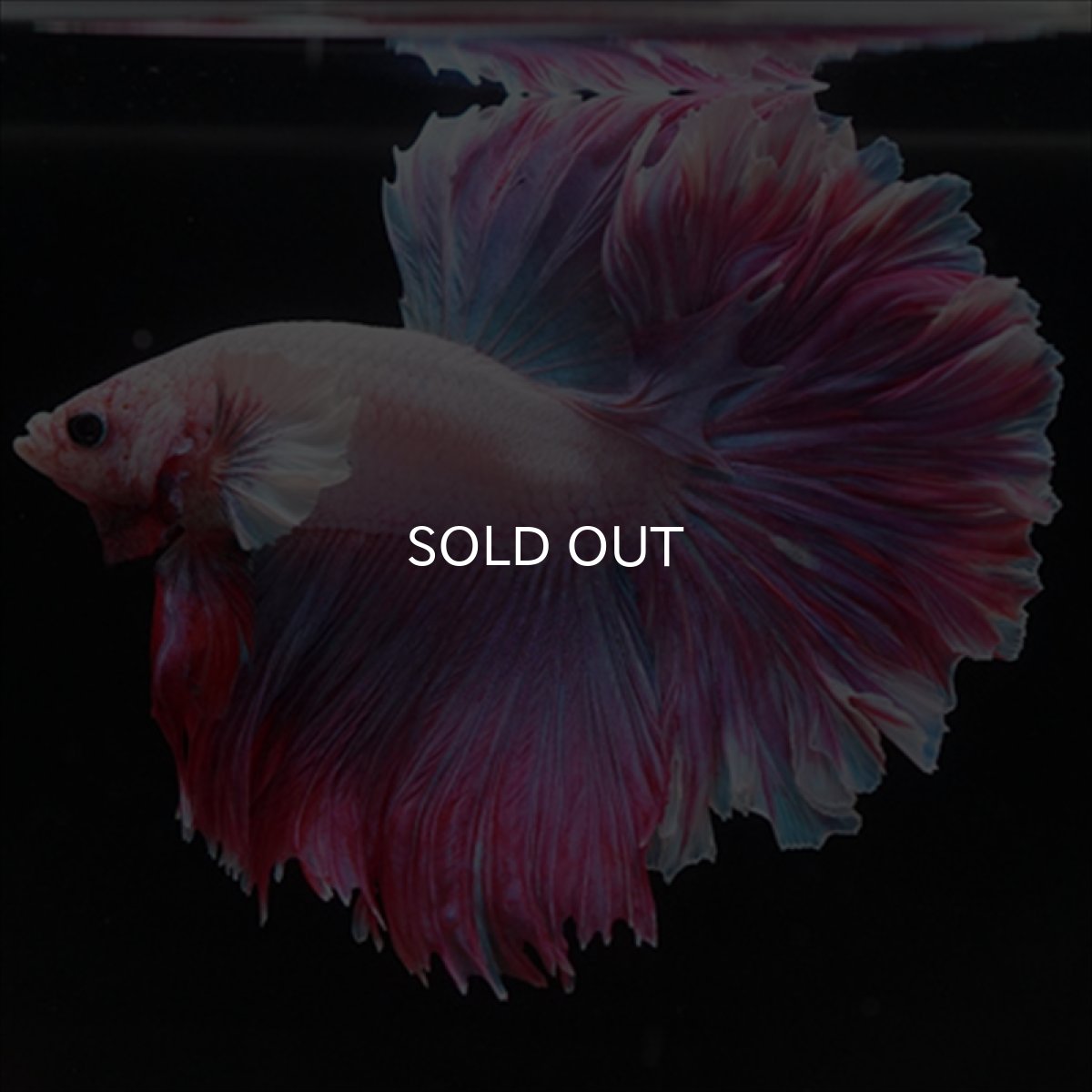 画像11: HM　ラベンダー　ローズテール (11)