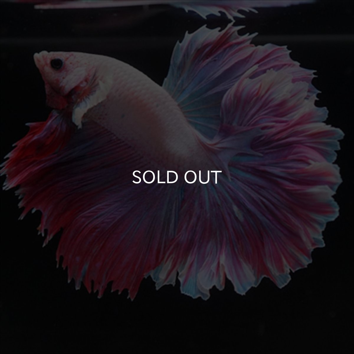 画像2: HM　ラベンダー　ローズテール (2)