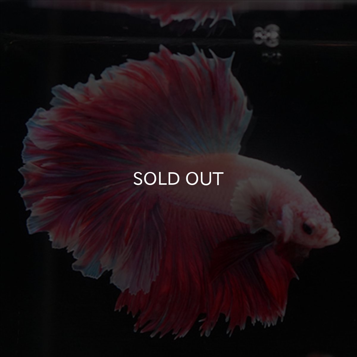 画像10: HM　ラベンダー　ローズテール (10)