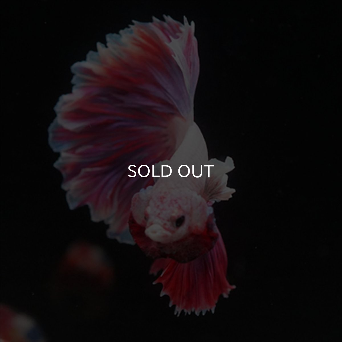 画像3: HM　ラベンダー　ローズテール (3)