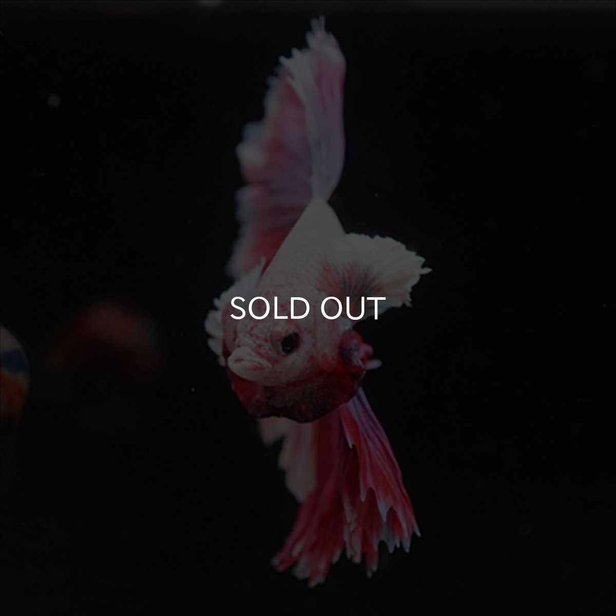 画像9: HM　ラベンダー　ローズテール (9)