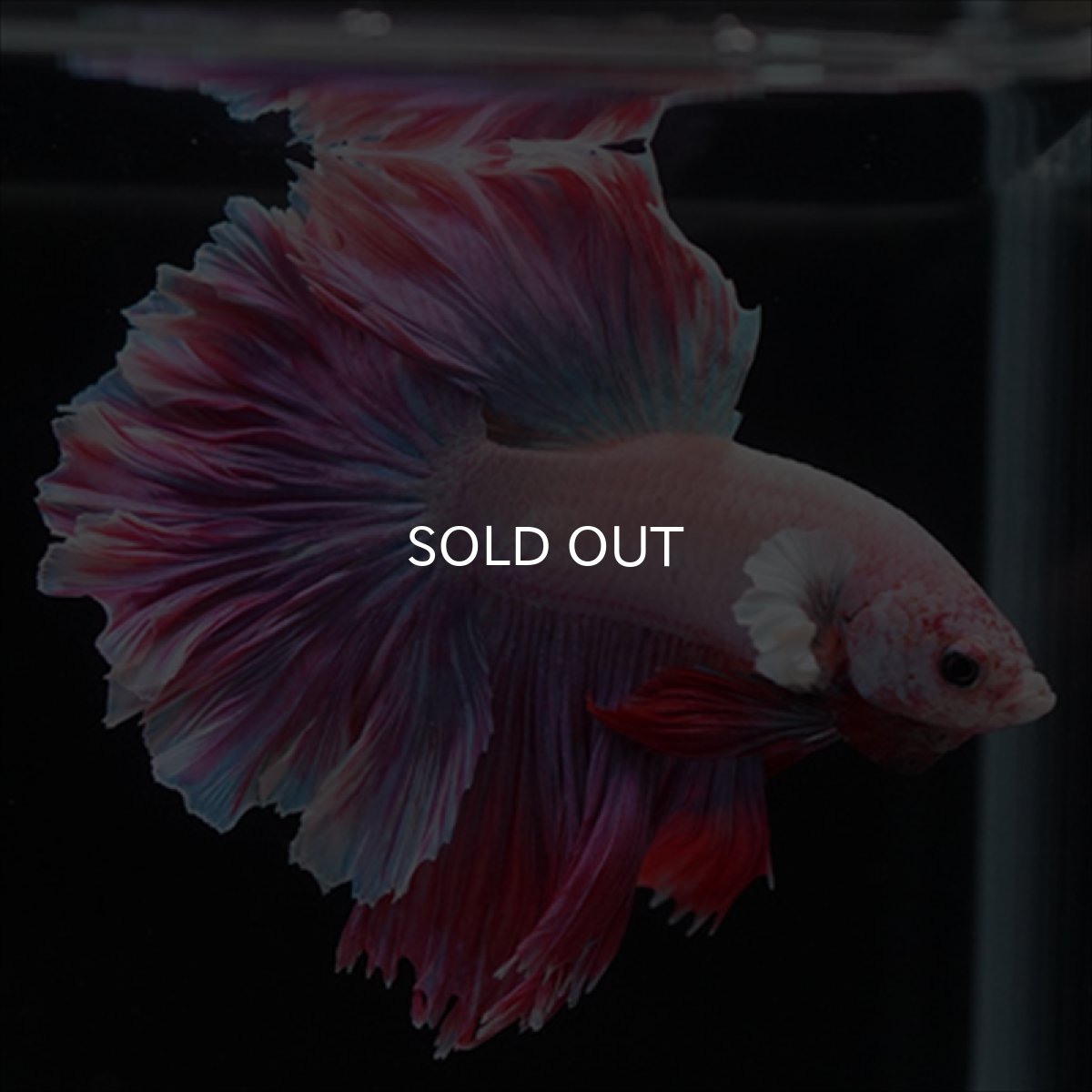 画像8: HM　ラベンダー　ローズテール (8)