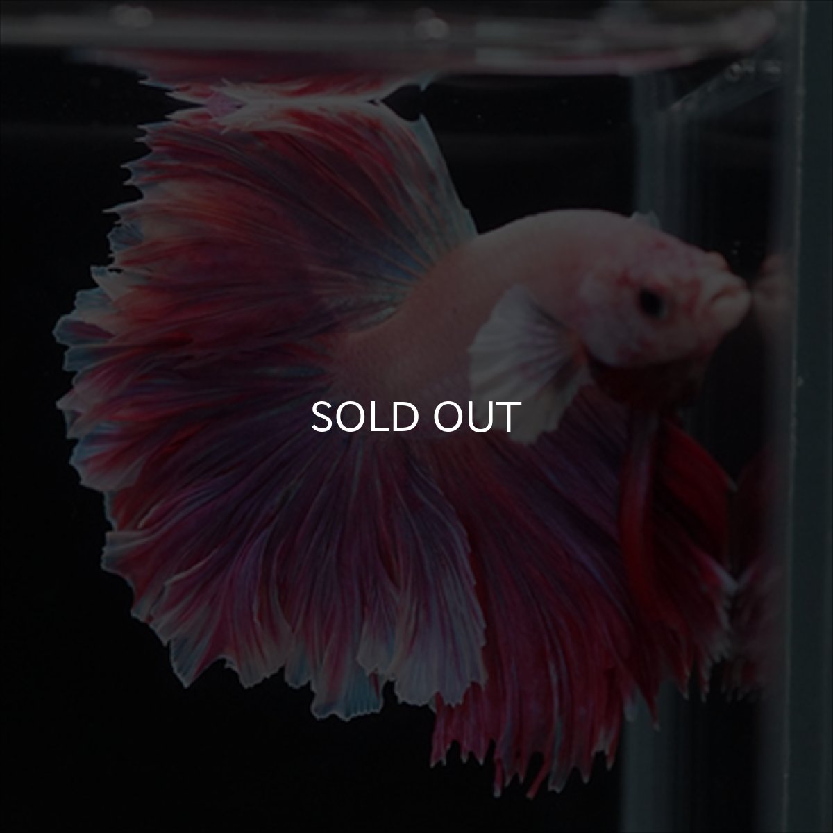 画像7: HM　ラベンダー　ローズテール (7)