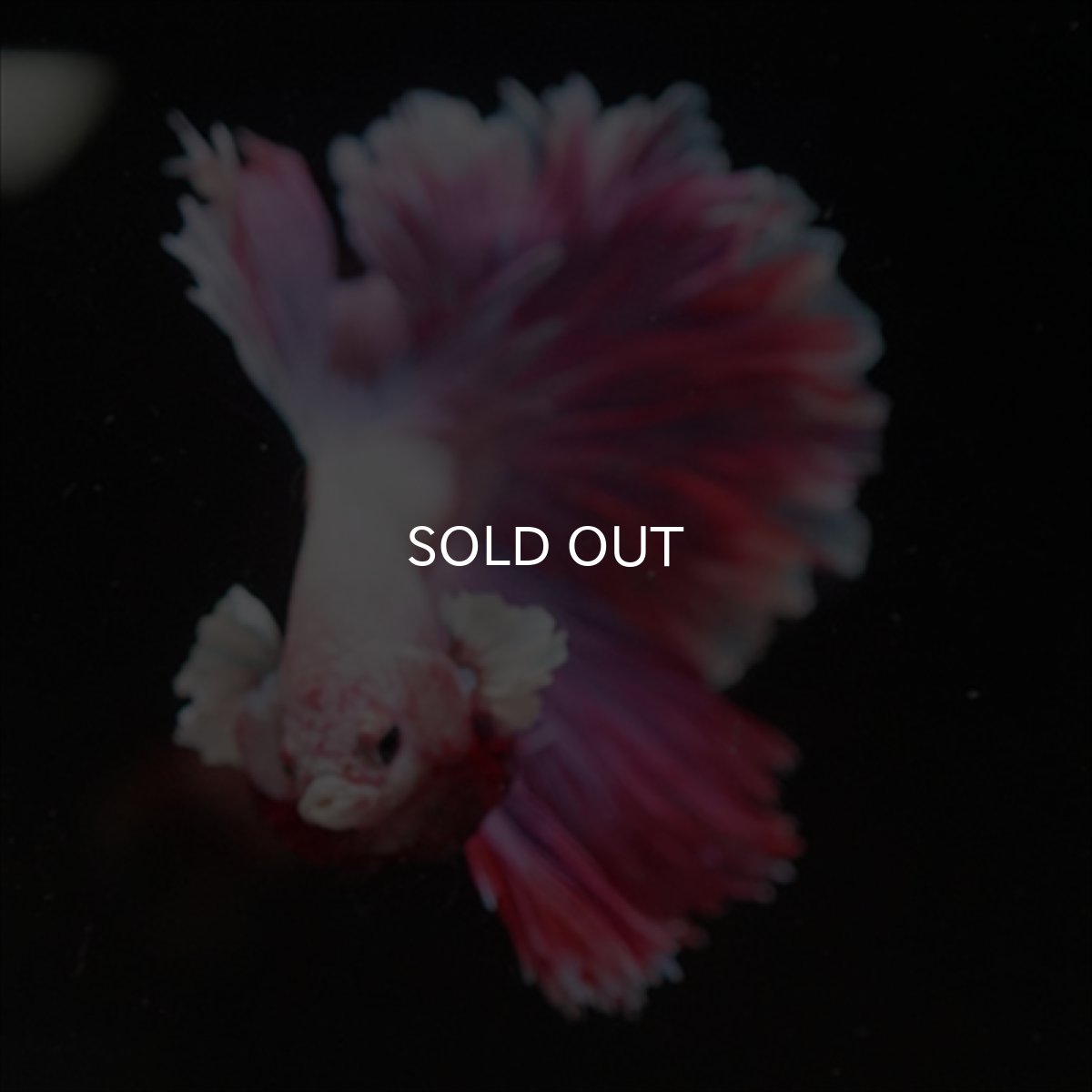 画像5: HM　ラベンダー　ローズテール (5)