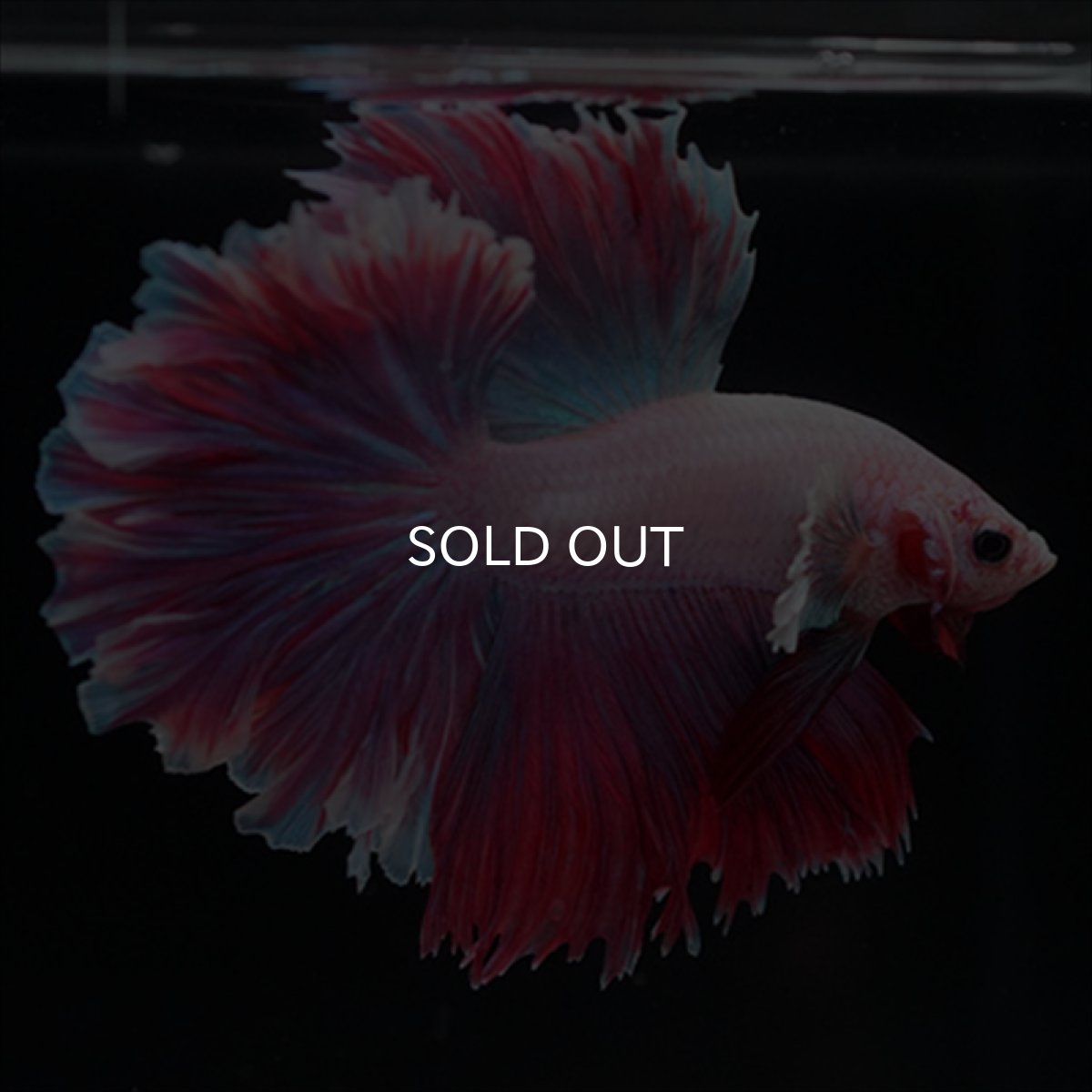 画像4: HM　ラベンダー　ローズテール (4)