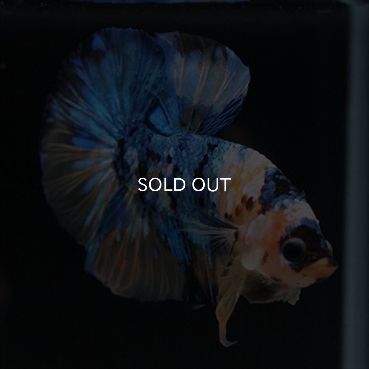 画像3: HMPK　イエロータイガーギャラクシー (3)