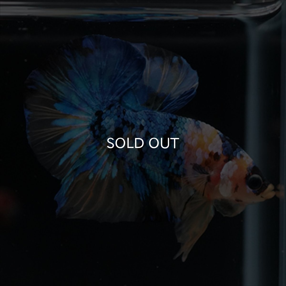 画像12: HMPK　イエロータイガーギャラクシー (12)