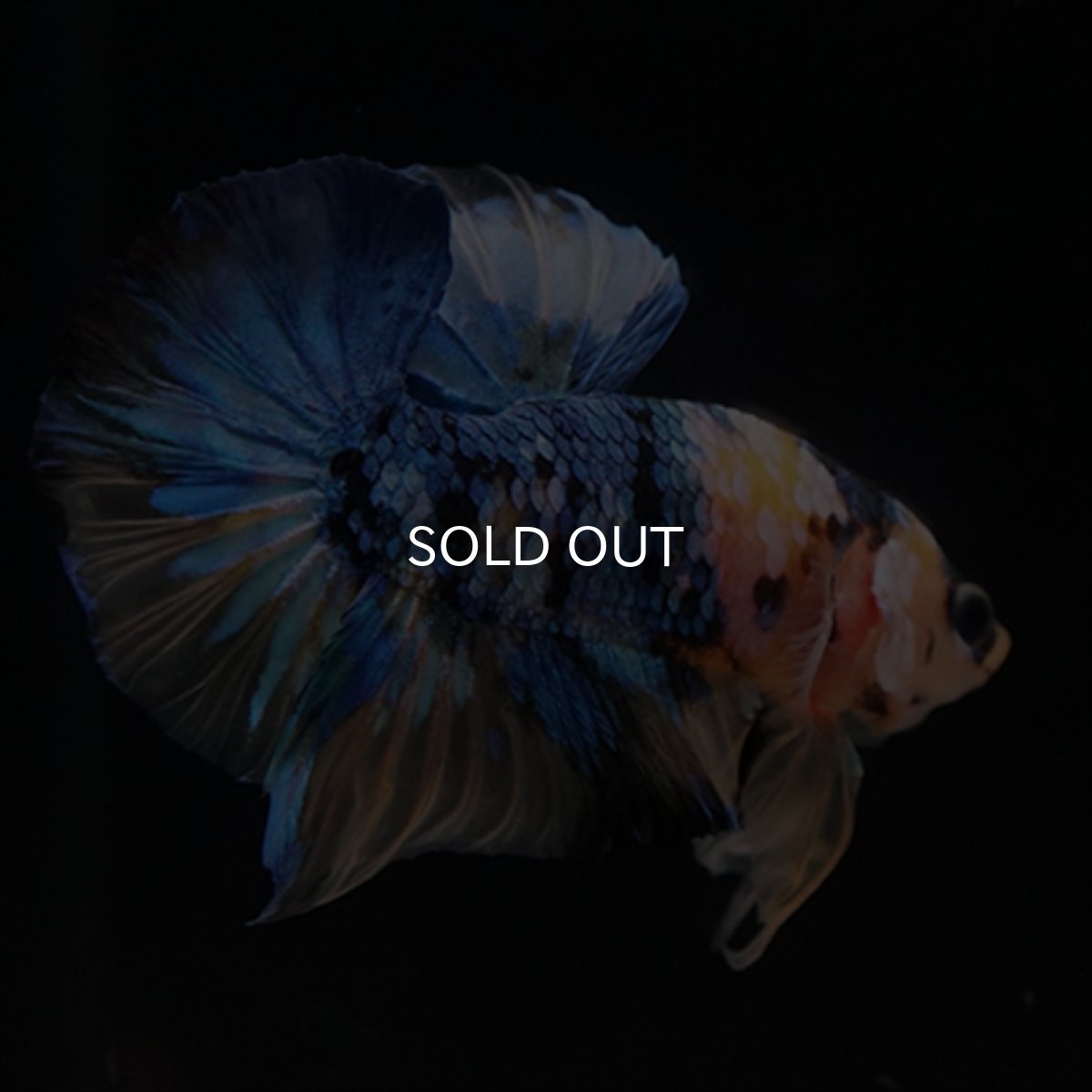 画像11: HMPK　イエロータイガーギャラクシー (11)