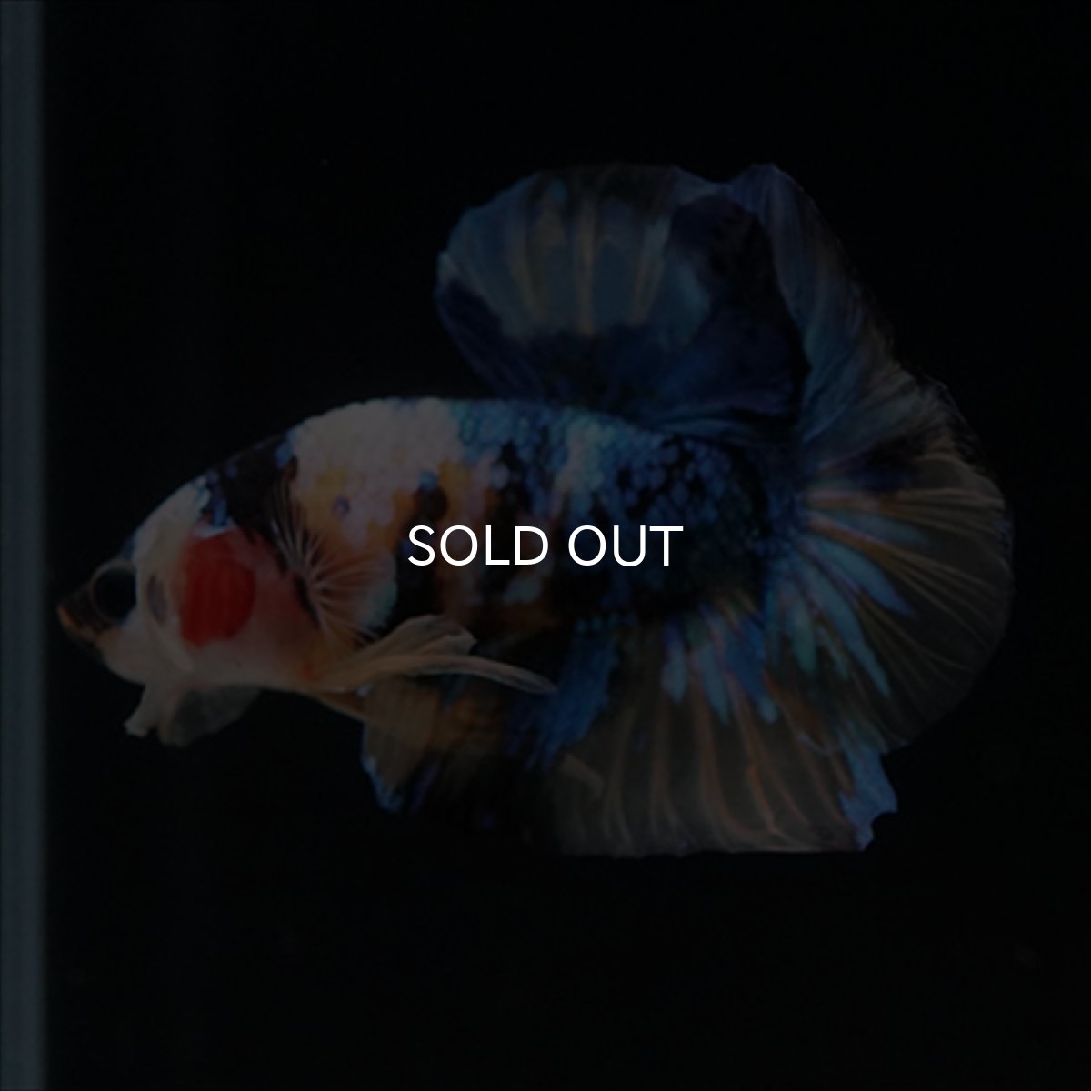 画像10: HMPK　イエロータイガーギャラクシー (10)