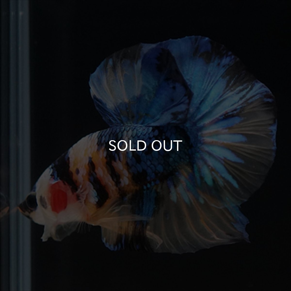 画像9: HMPK　イエロータイガーギャラクシー (9)