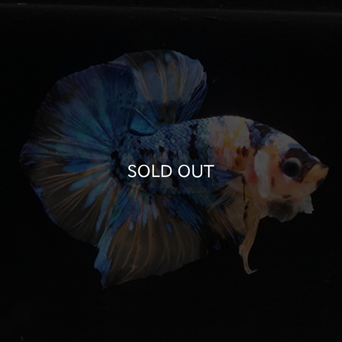 画像8: HMPK　イエロータイガーギャラクシー (8)