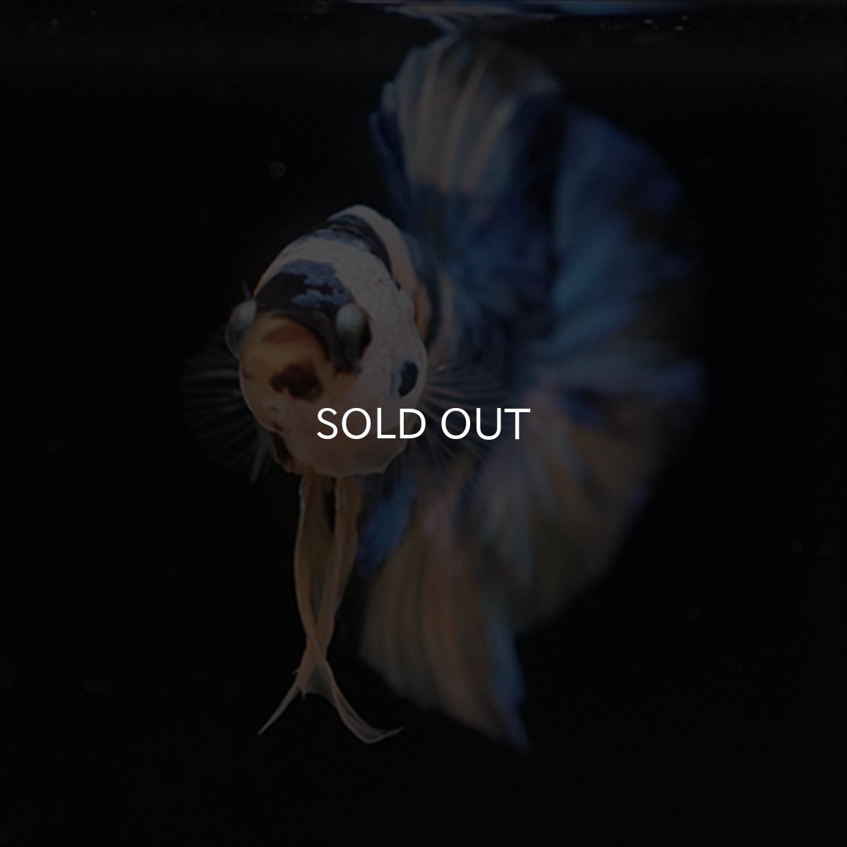 画像7: HMPK　イエロータイガーギャラクシー (7)