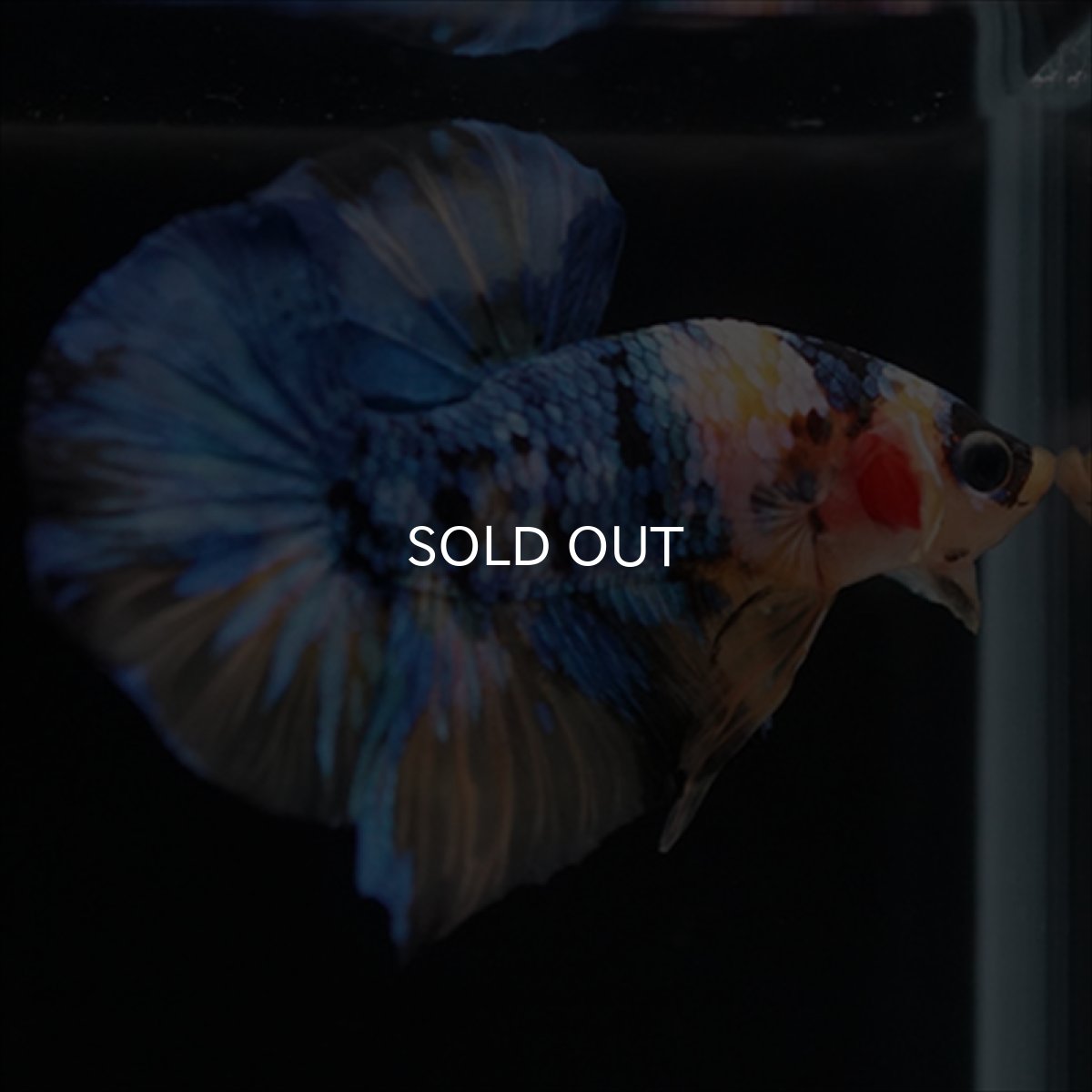 画像6: HMPK　イエロータイガーギャラクシー (6)