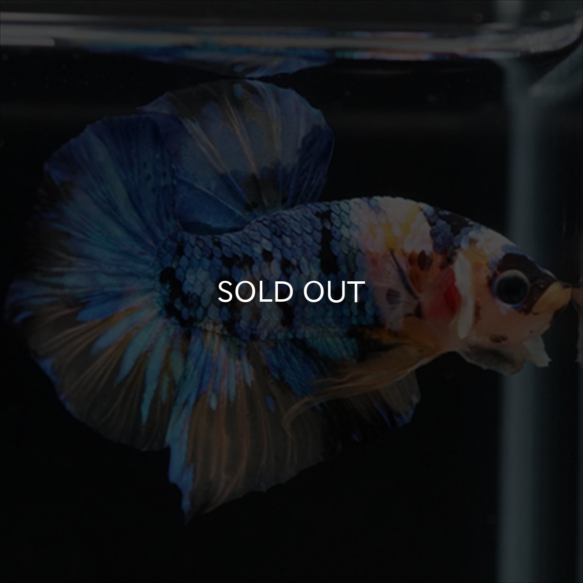 画像5: HMPK　イエロータイガーギャラクシー (5)