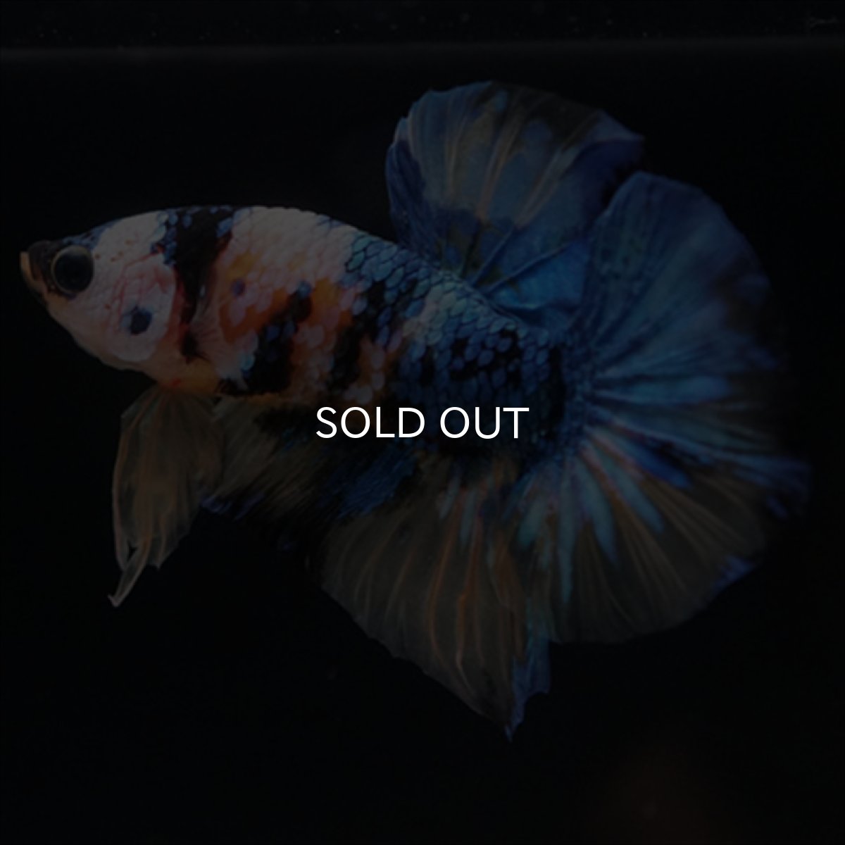 画像2: HMPK　イエロータイガーギャラクシー (2)