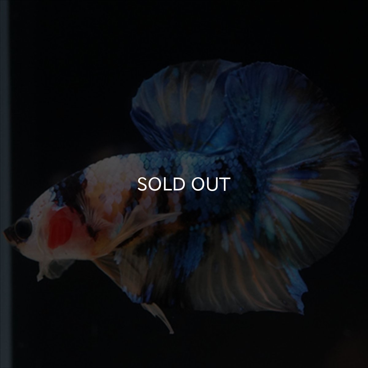 画像4: HMPK　イエロータイガーギャラクシー (4)