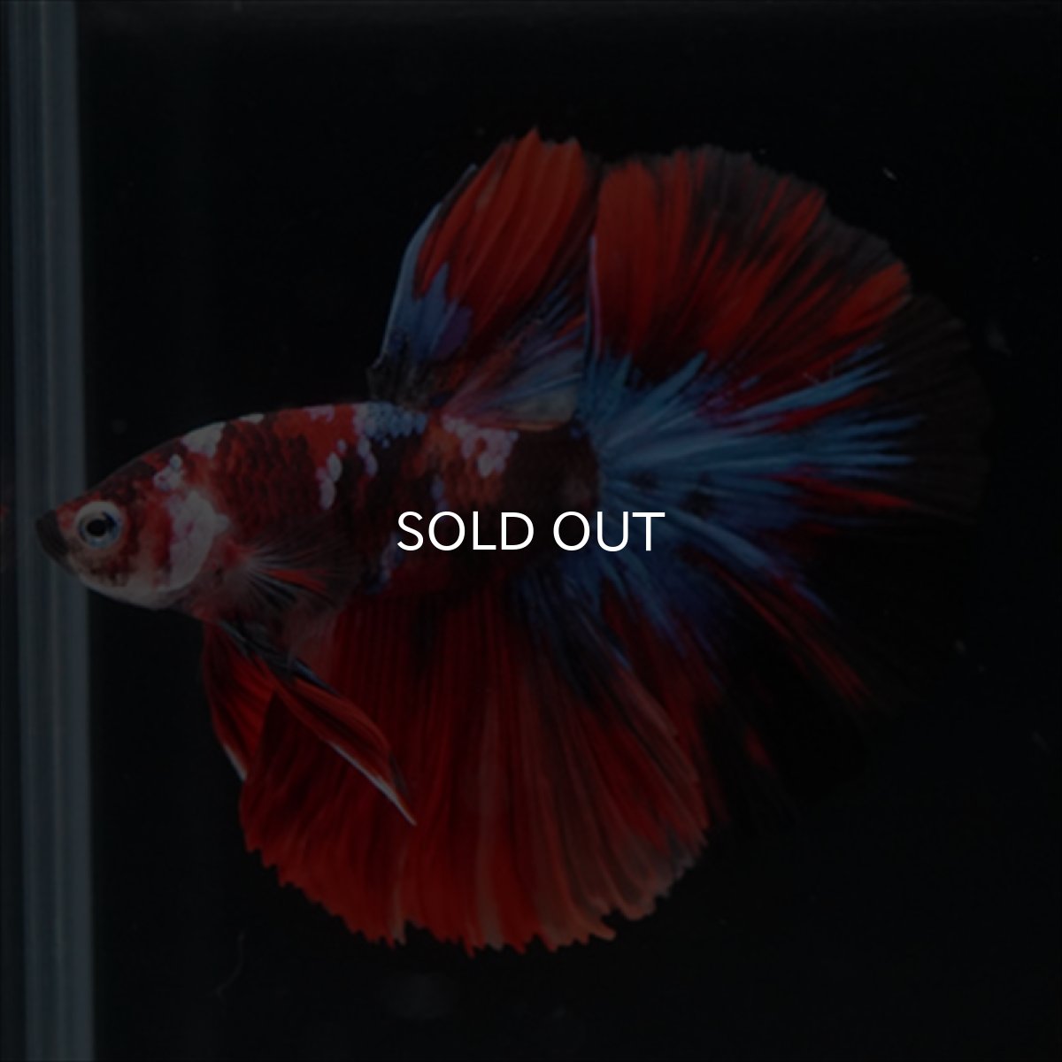 画像5: HM　鯉 (5)