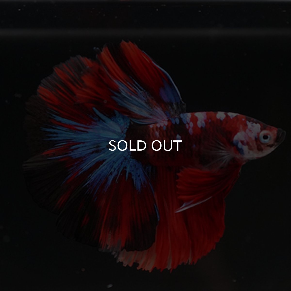 画像3: HM　鯉 (3)