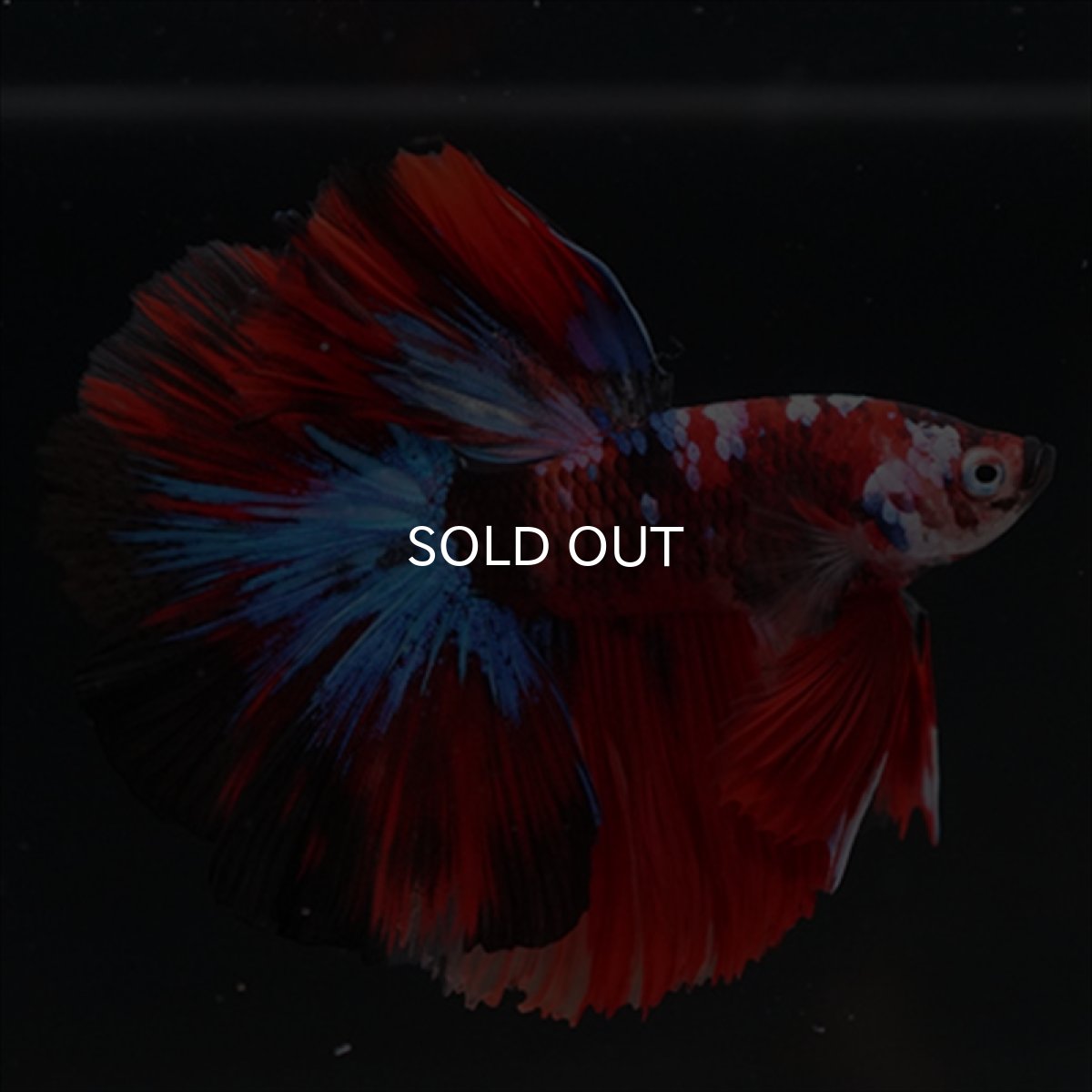 画像2: HM　鯉 (2)