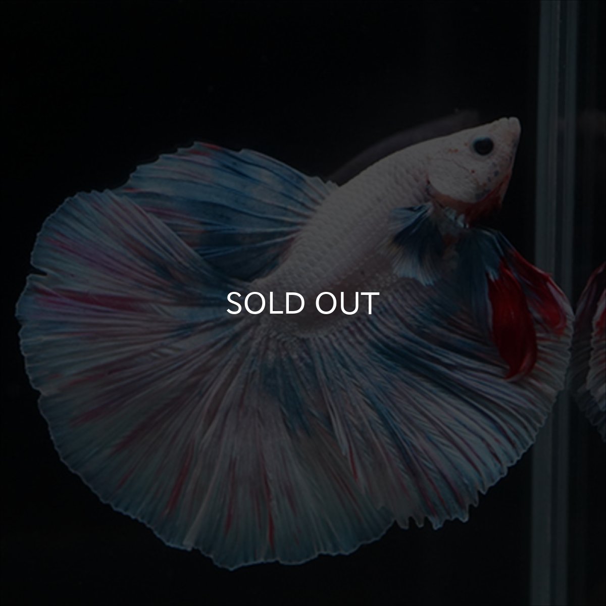 画像16: HM　ホワイトファンシー (16)