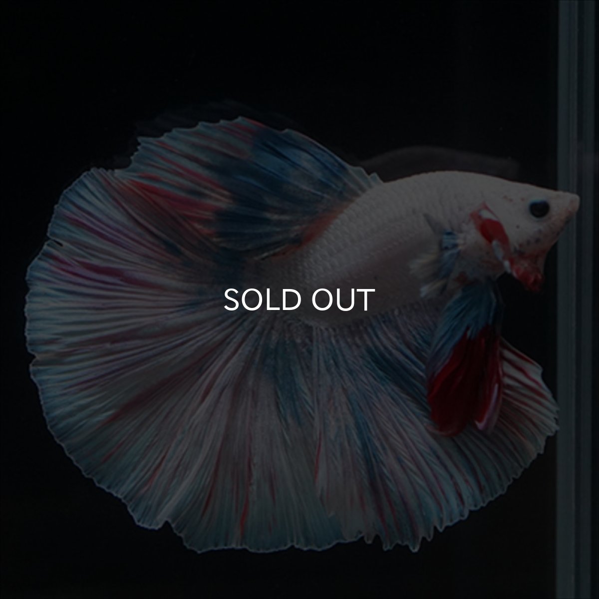 画像15: HM　ホワイトファンシー (15)