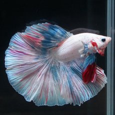 画像15: HM　ホワイトファンシー (15)