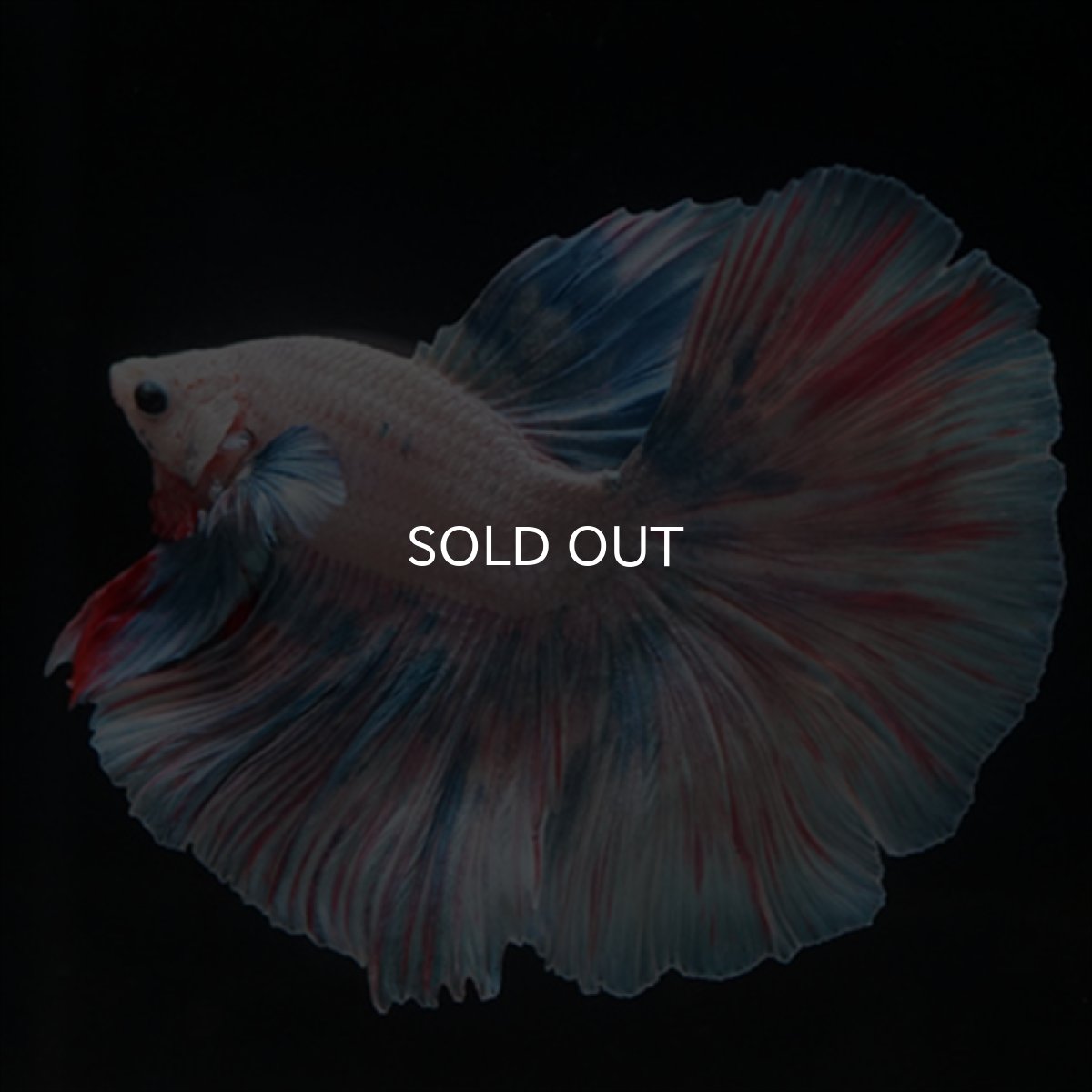 画像14: HM　ホワイトファンシー (14)