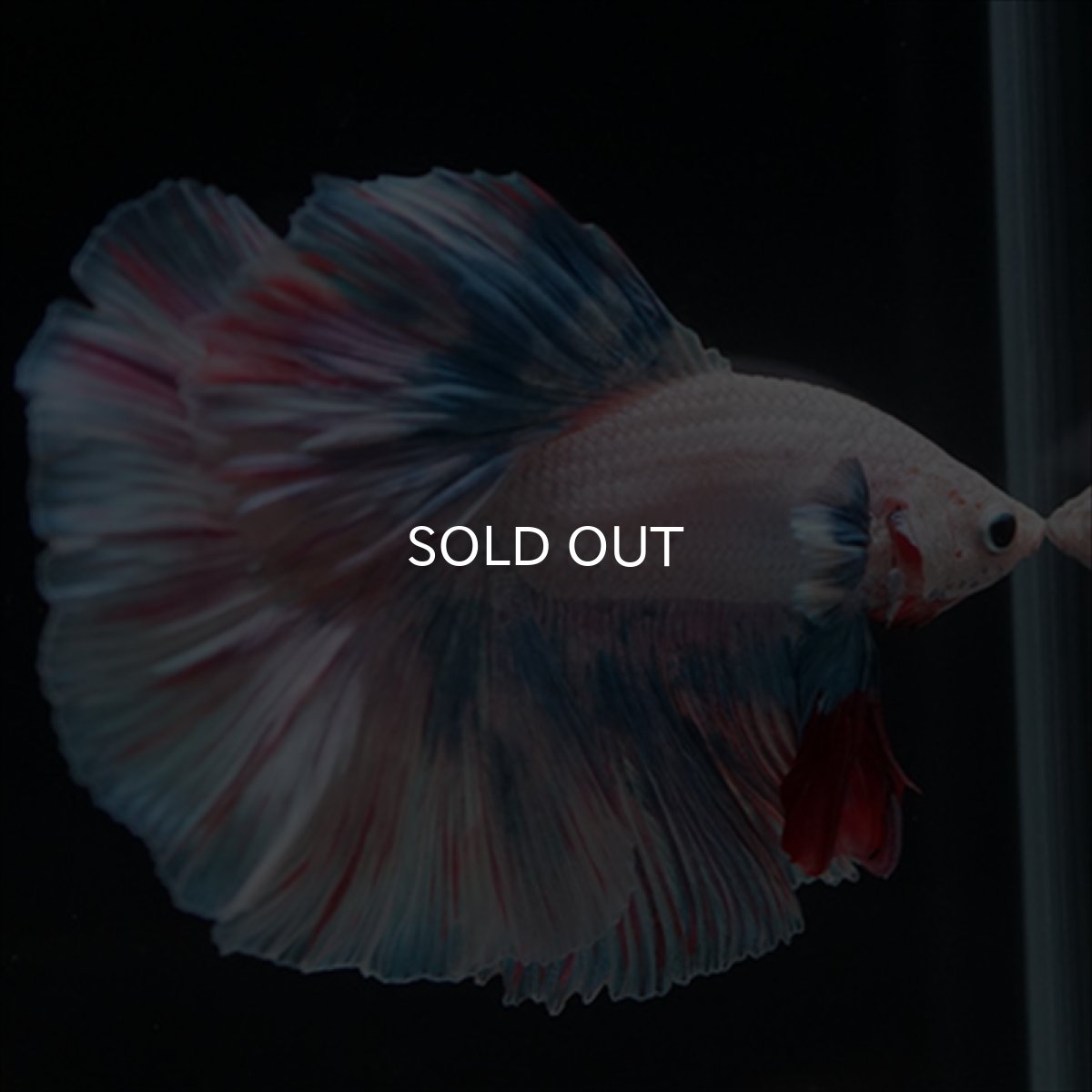 画像13: HM　ホワイトファンシー (13)