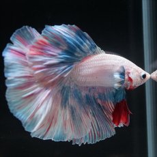 画像13: HM　ホワイトファンシー (13)