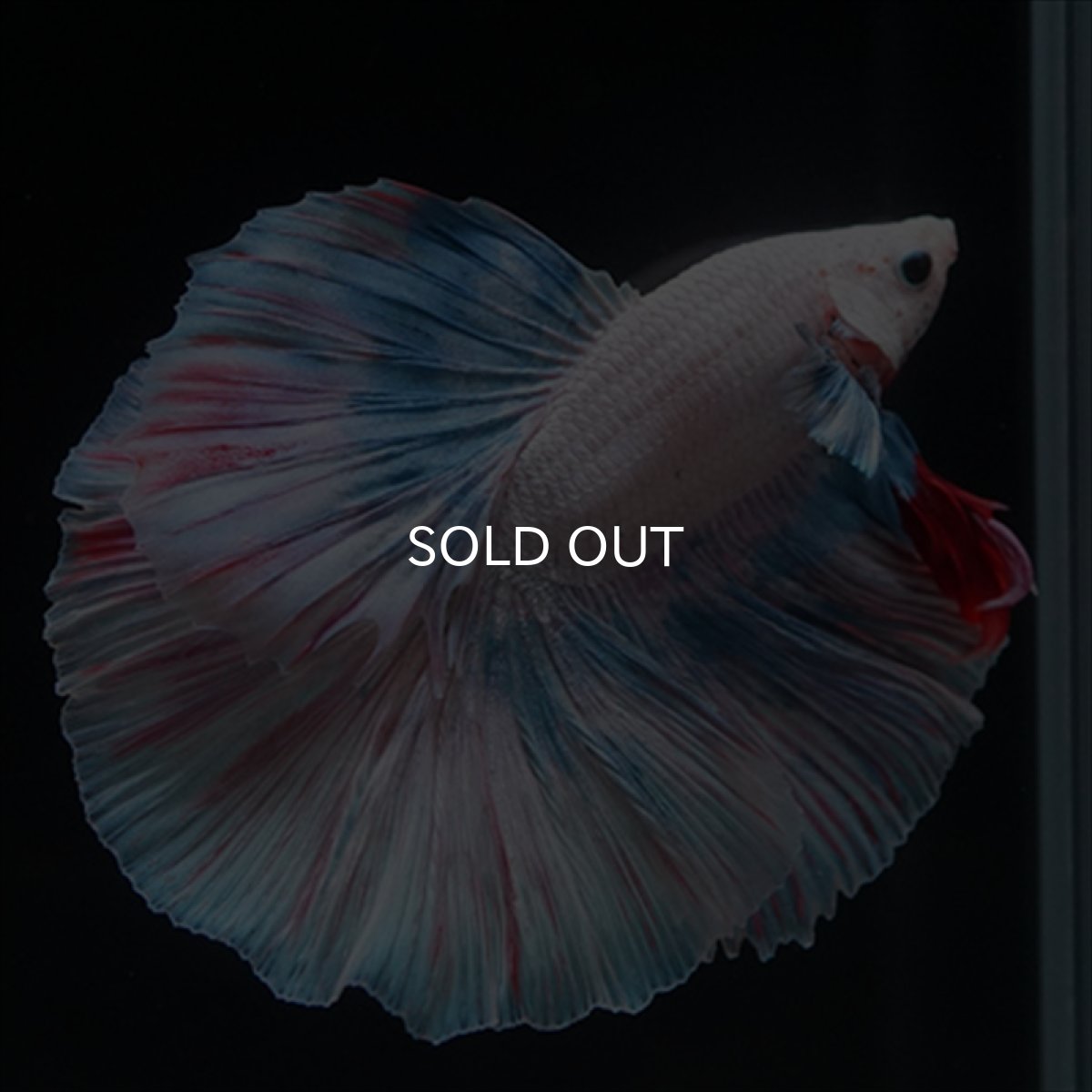 画像2: HM　ホワイトファンシー (2)