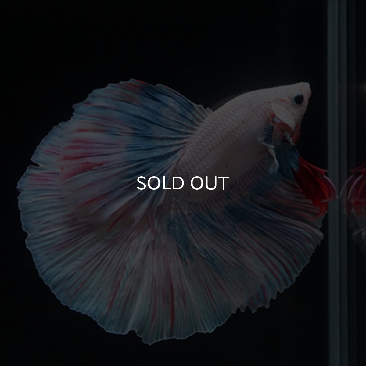 画像12: HM　ホワイトファンシー (12)