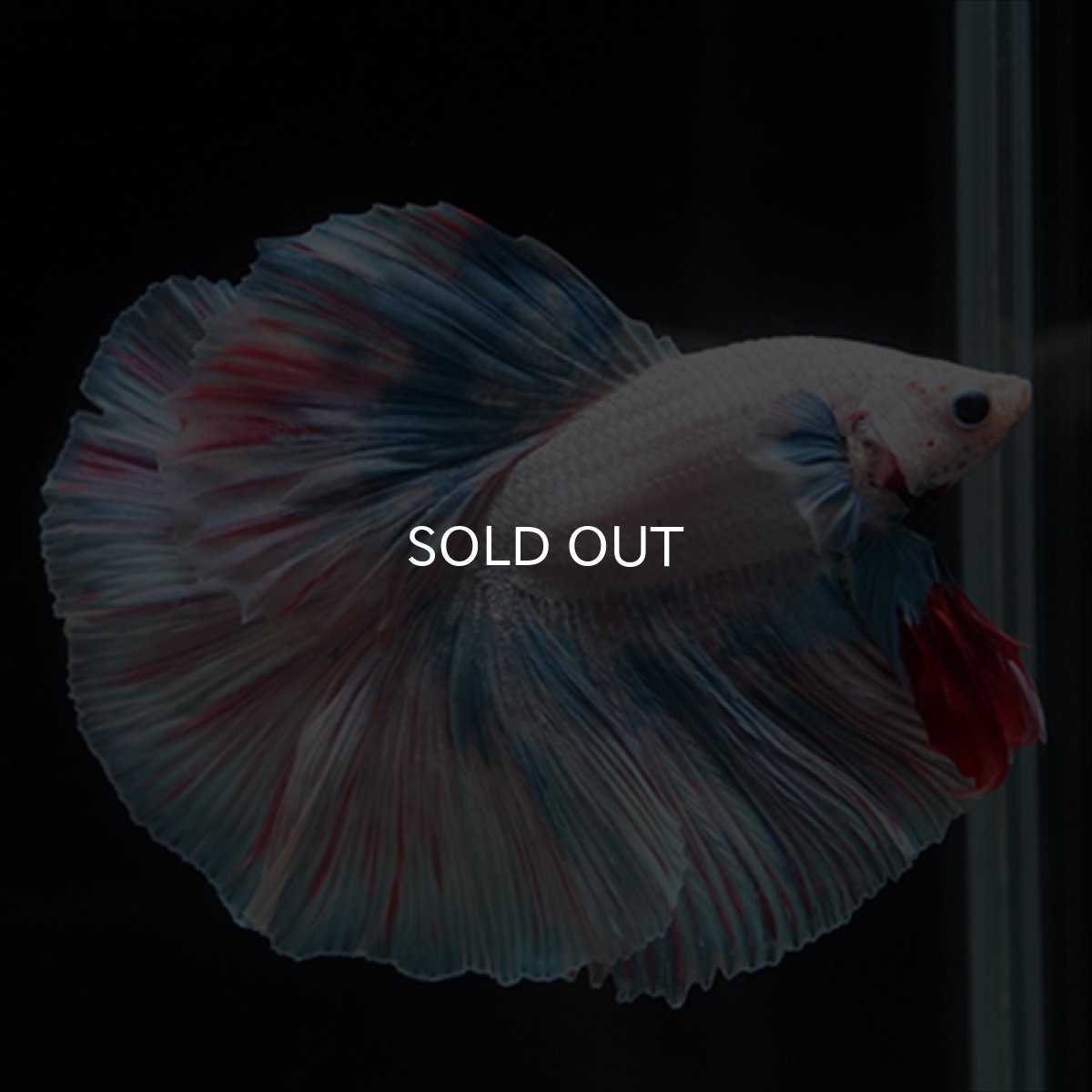 画像11: HM　ホワイトファンシー (11)