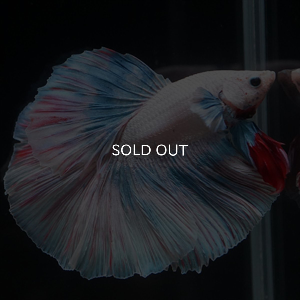 画像10: HM　ホワイトファンシー (10)