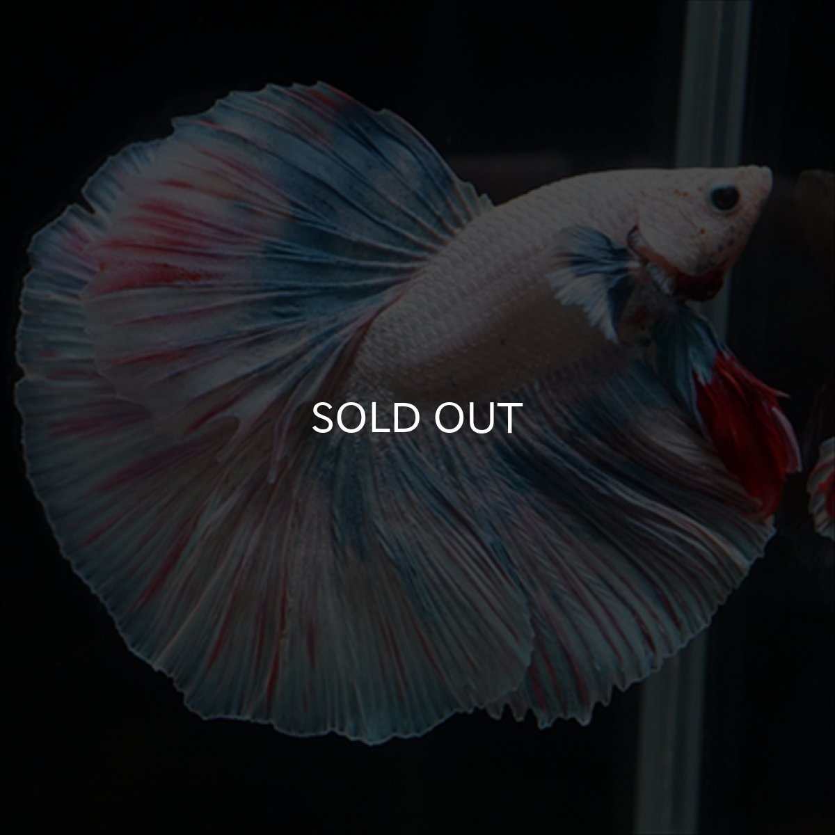 画像9: HM　ホワイトファンシー (9)