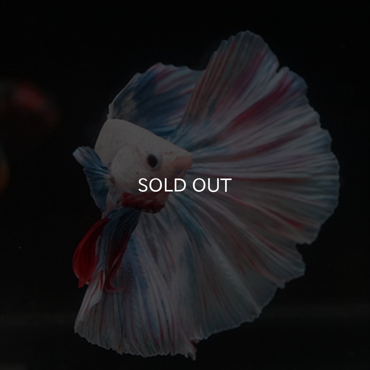 画像8: HM　ホワイトファンシー (8)