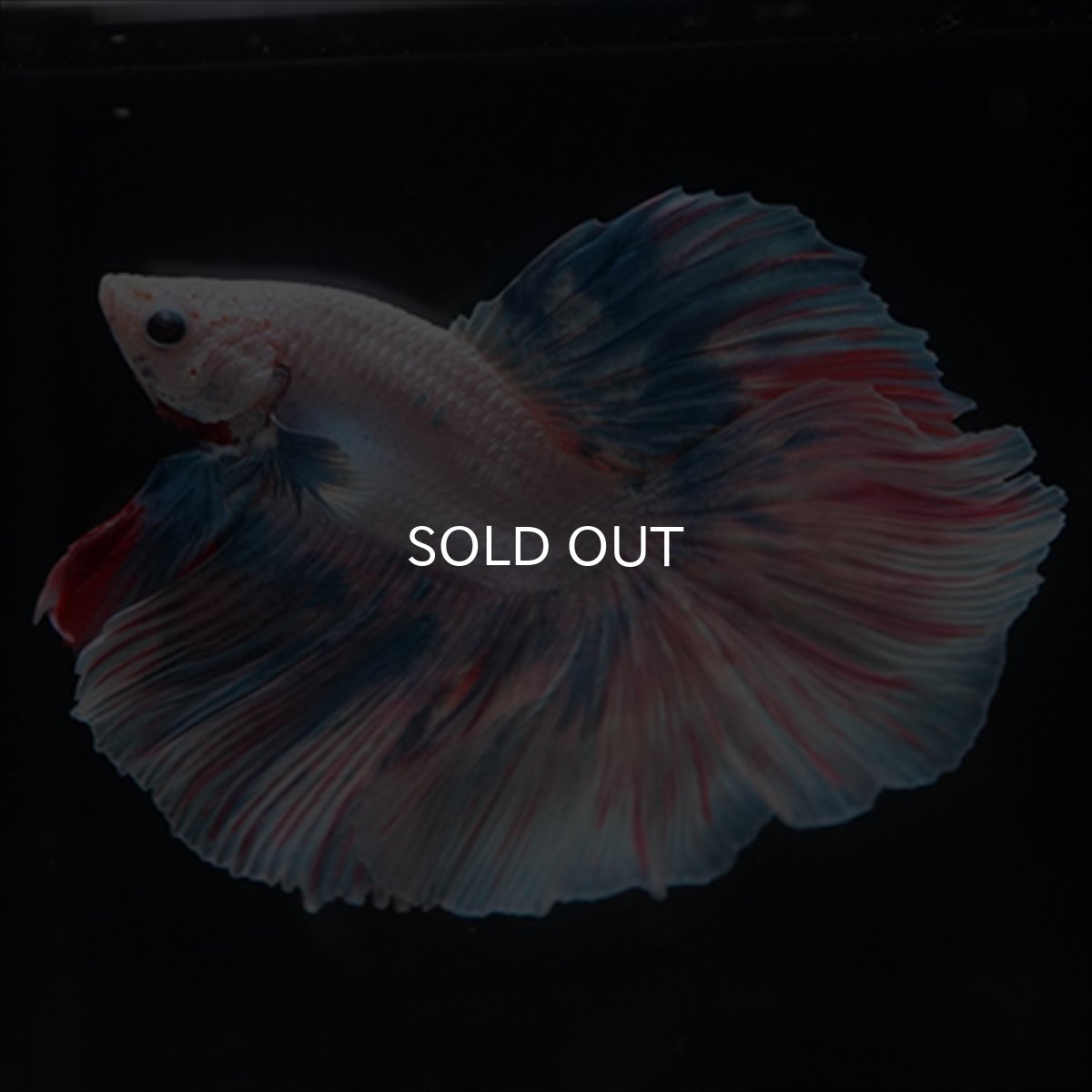 画像7: HM　ホワイトファンシー (7)