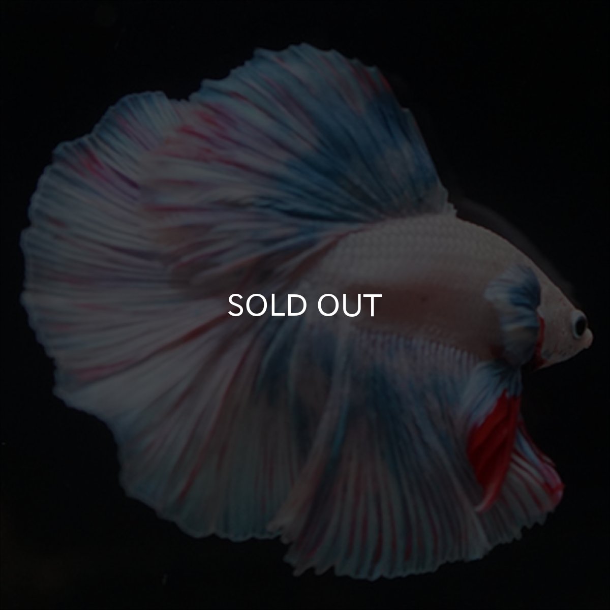 画像6: HM　ホワイトファンシー (6)