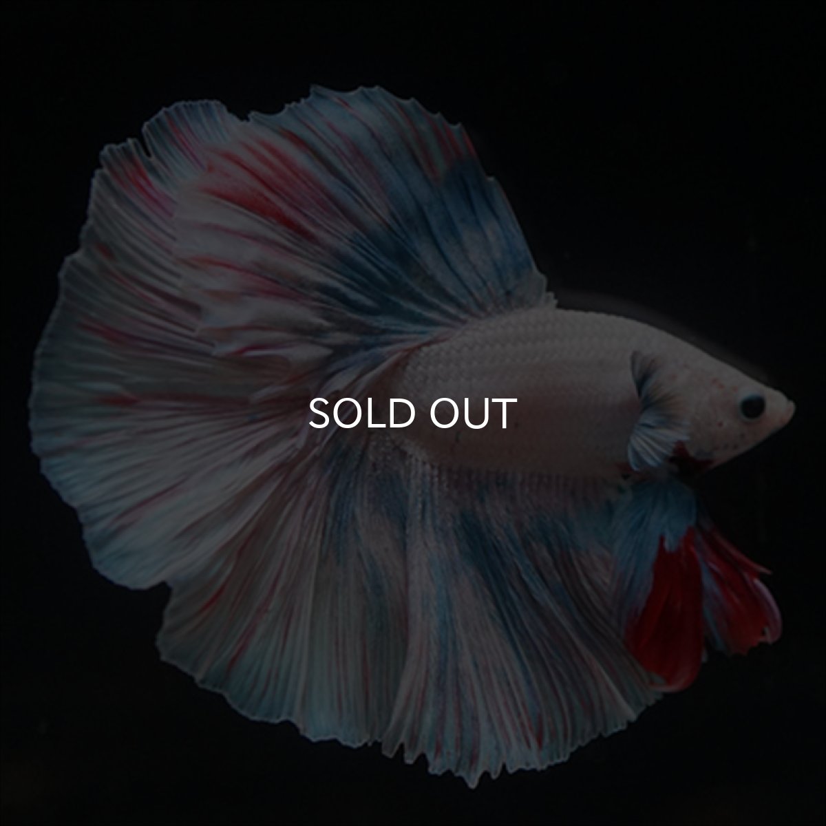 画像3: HM　ホワイトファンシー (3)