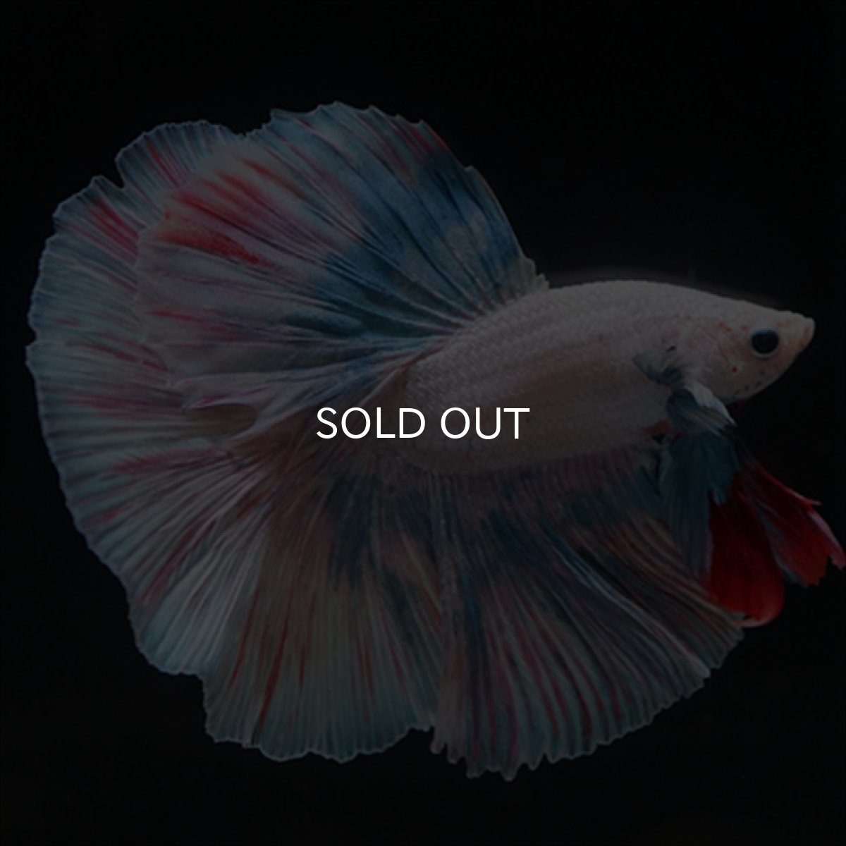 画像5: HM　ホワイトファンシー (5)