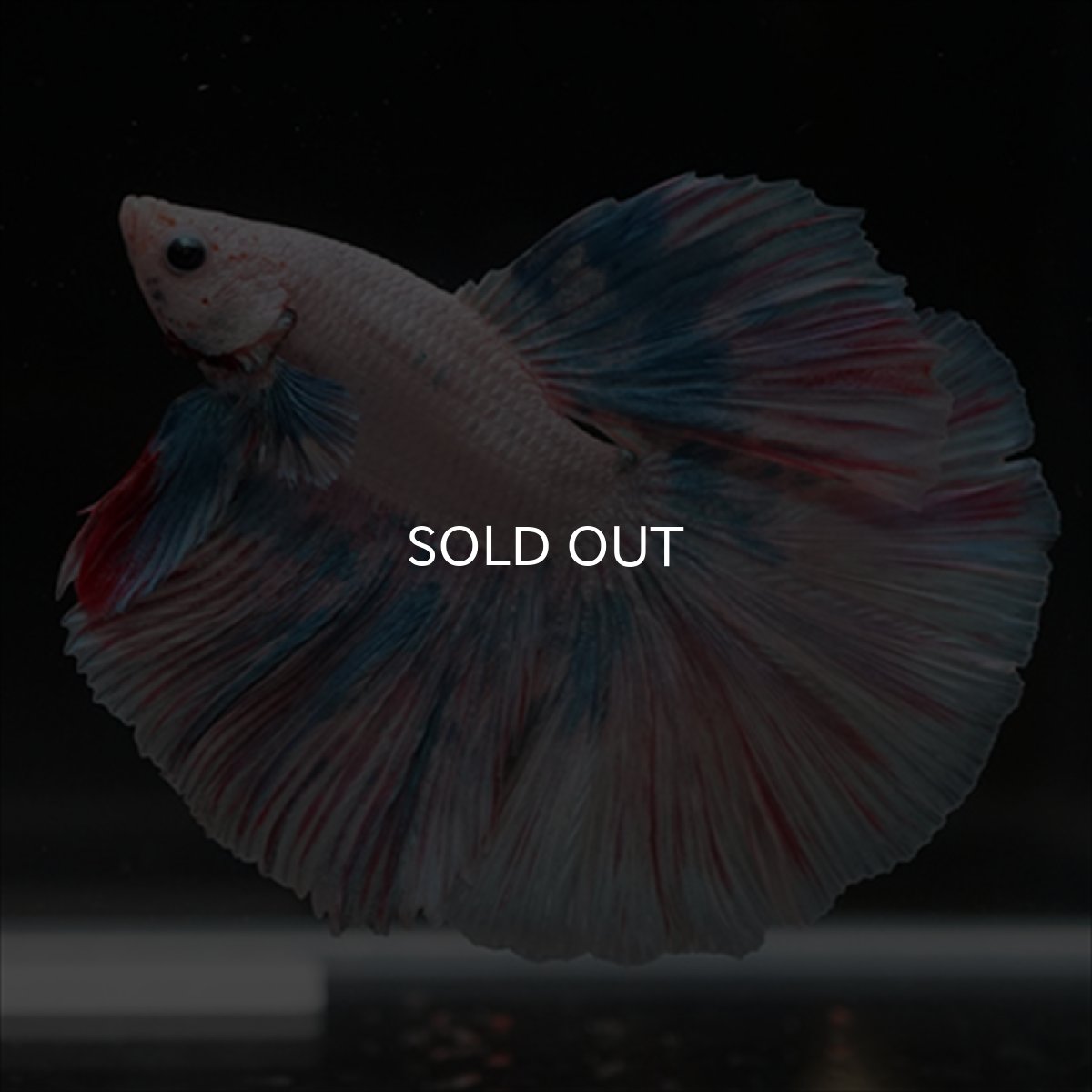 画像4: HM　ホワイトファンシー (4)