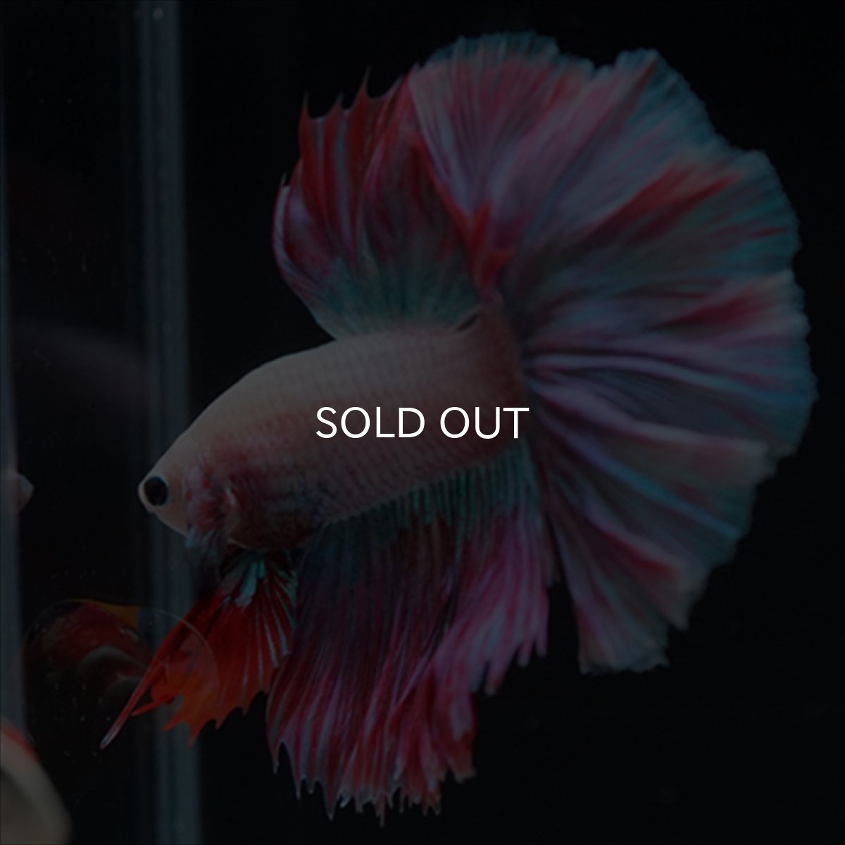 画像17: HM　ホワイトファンシー　ローズテール (17)