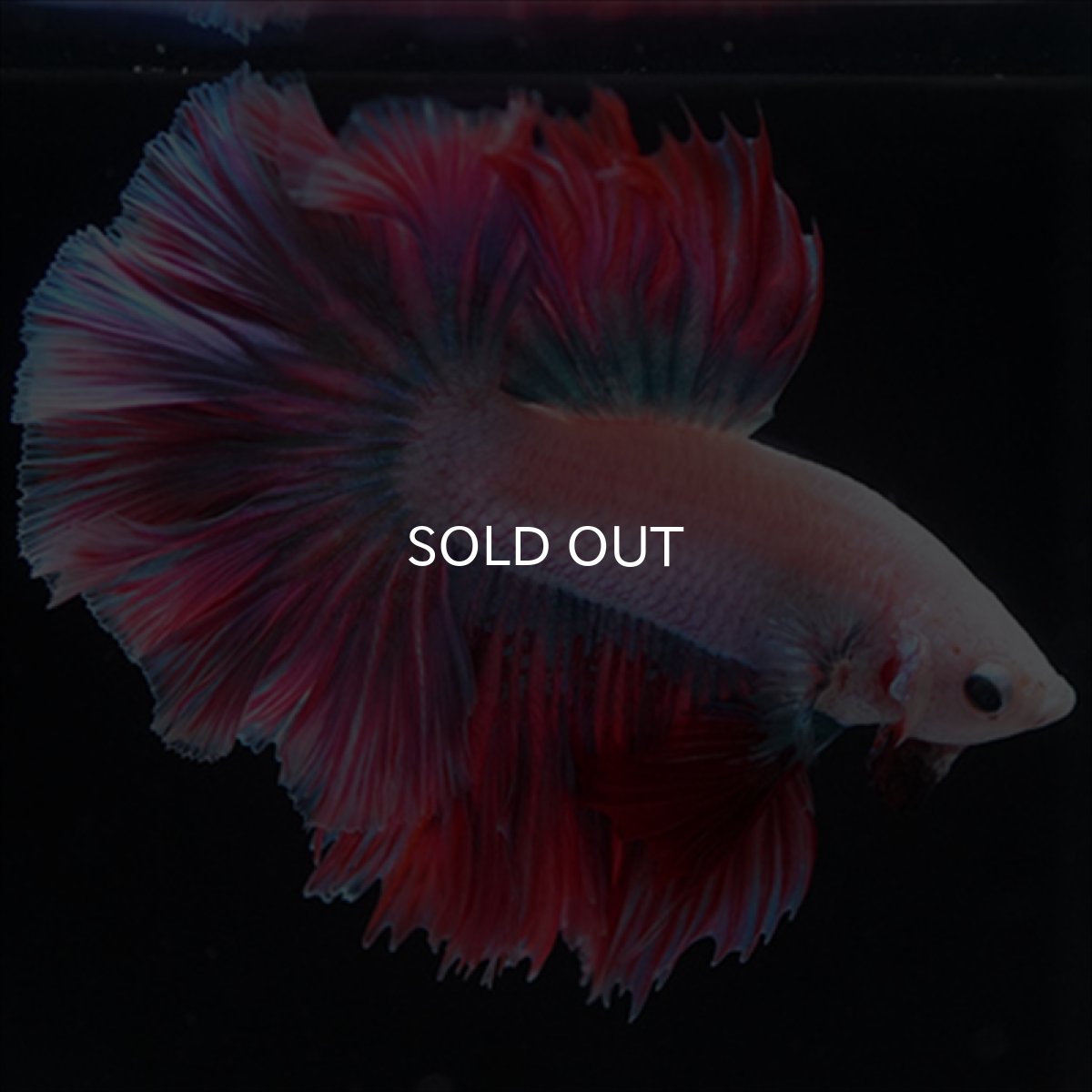 画像16: HM　ホワイトファンシー　ローズテール (16)