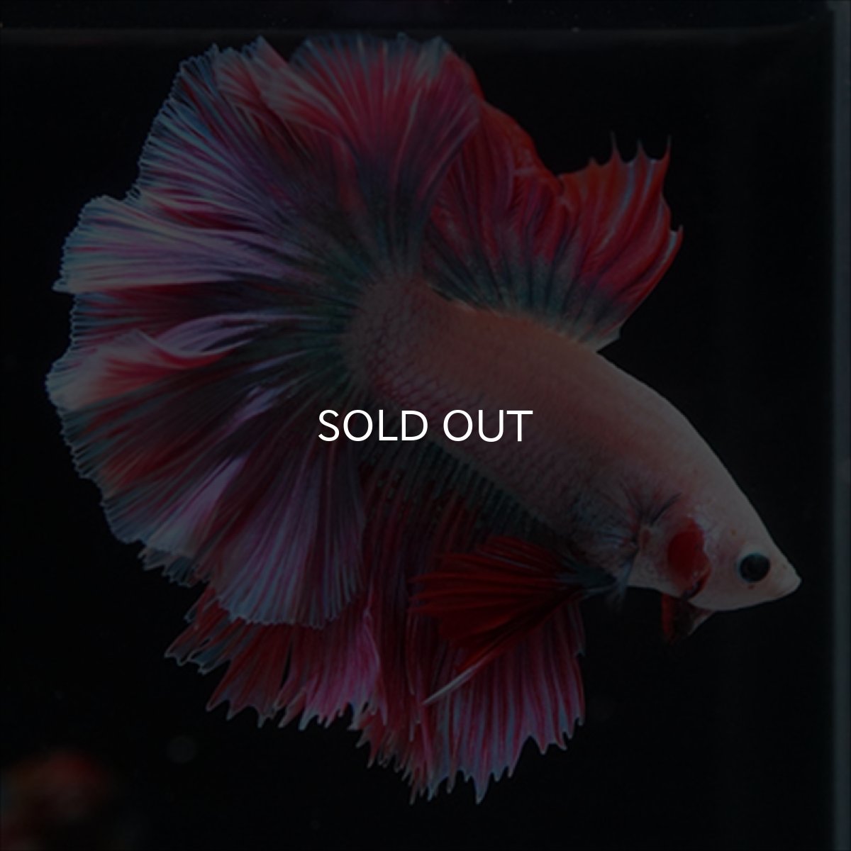 画像15: HM　ホワイトファンシー　ローズテール (15)