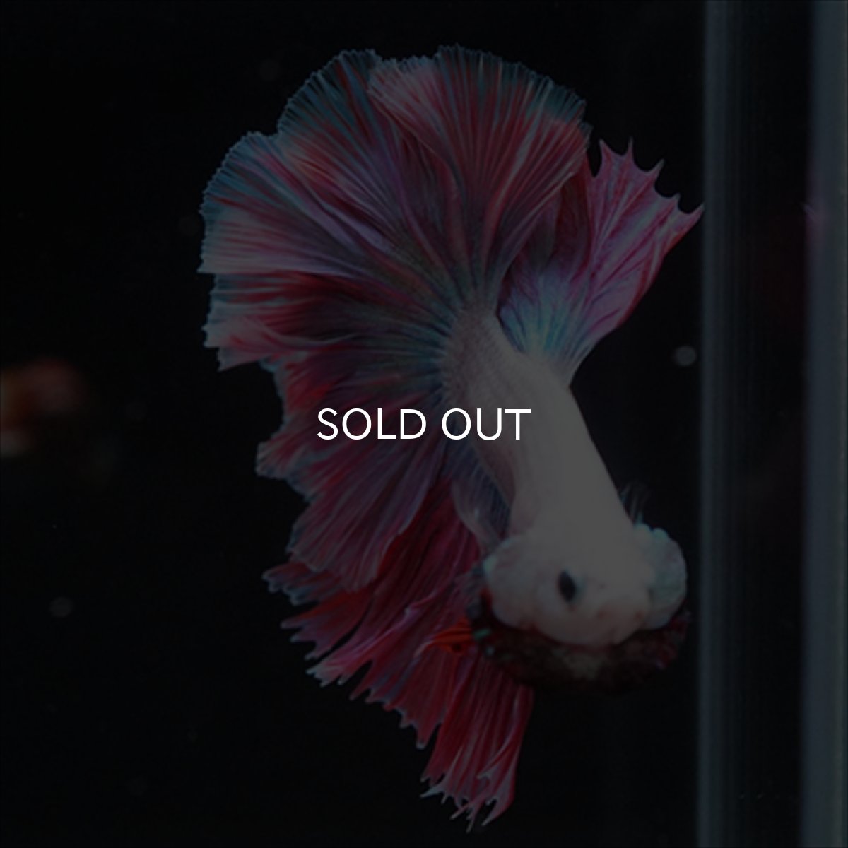 画像14: HM　ホワイトファンシー　ローズテール (14)