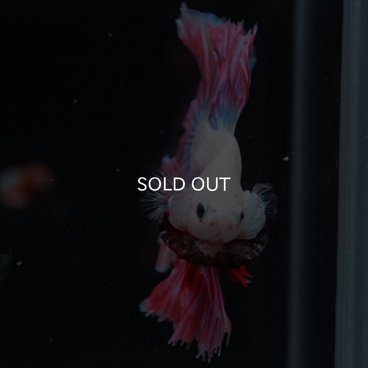 画像13: HM　ホワイトファンシー　ローズテール (13)