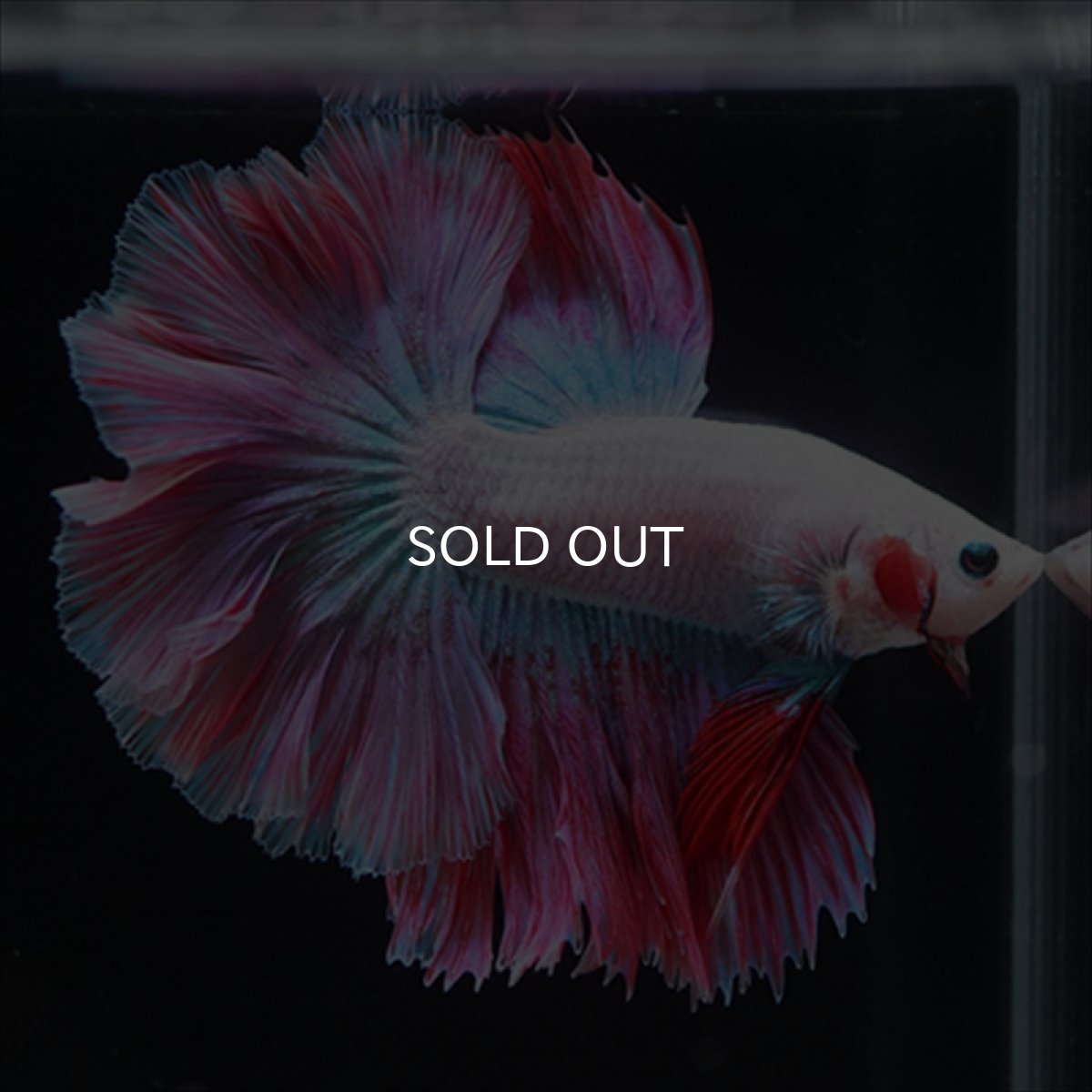 画像1: HM　ホワイトファンシー　ローズテール (1)