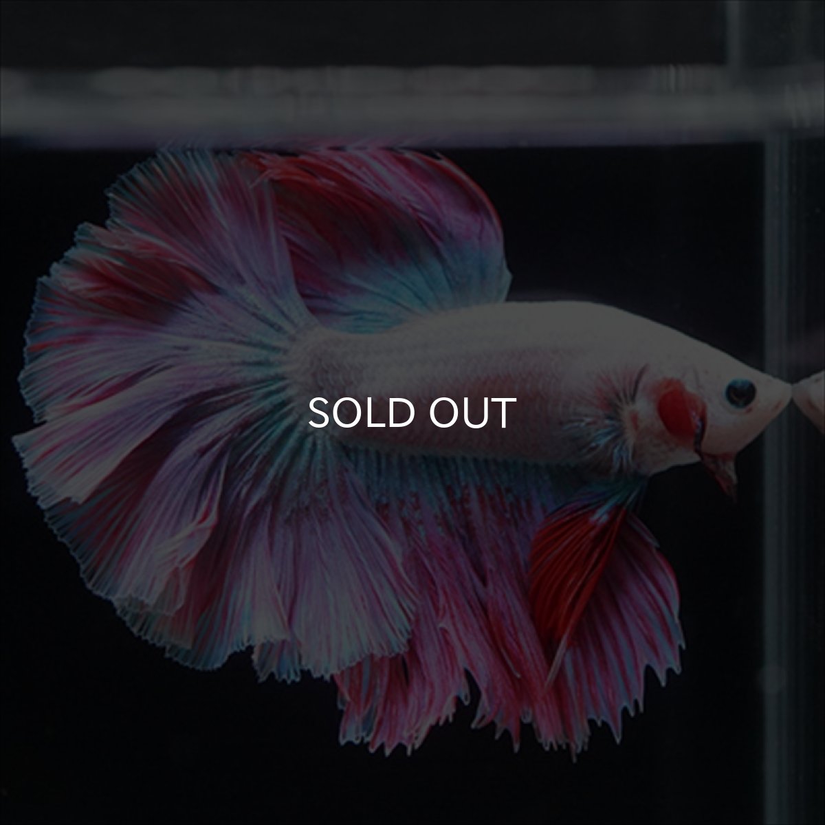 画像12: HM　ホワイトファンシー　ローズテール (12)