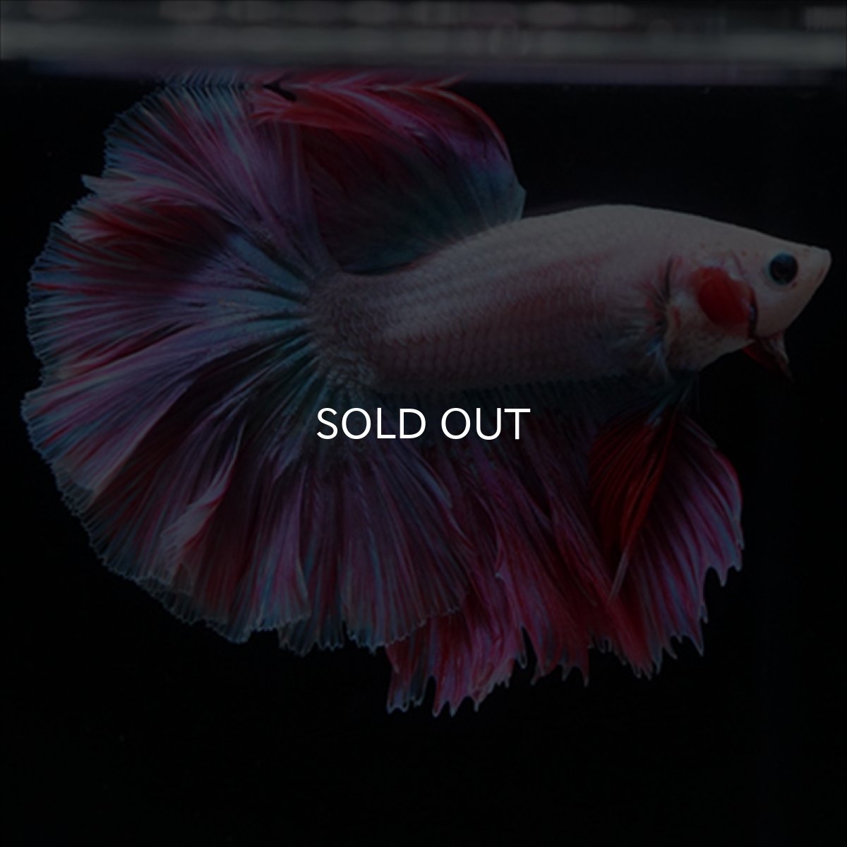 画像11: HM　ホワイトファンシー　ローズテール (11)